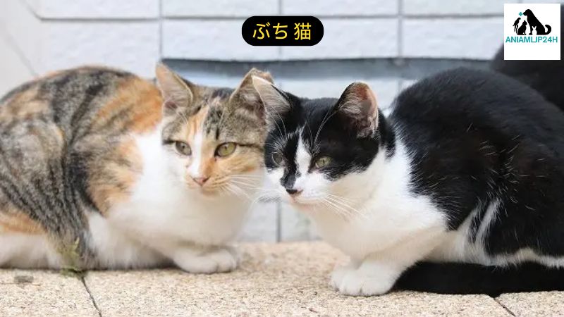 ぶち 猫