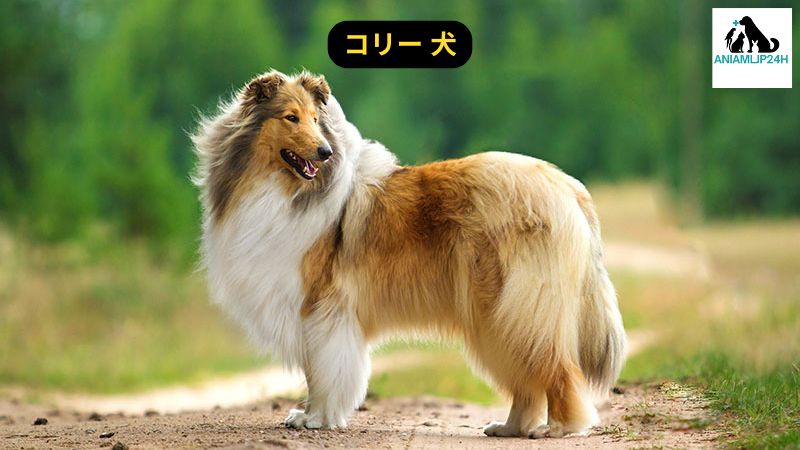 コリー 犬