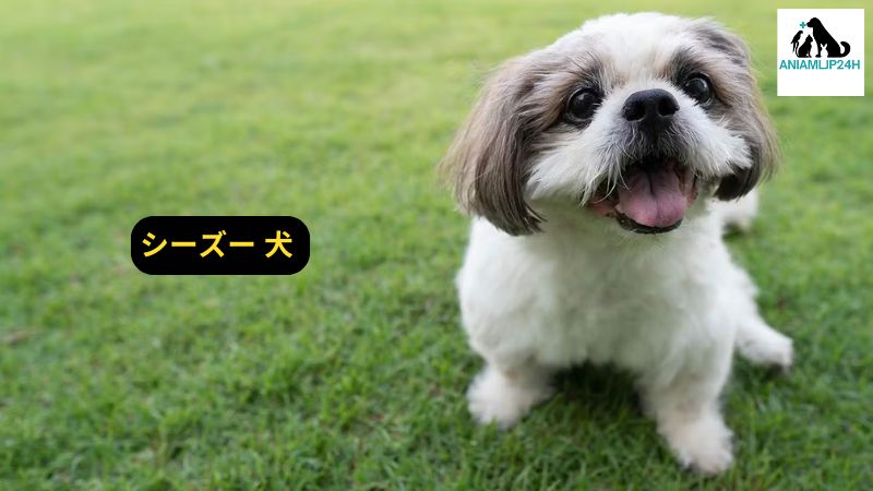 シーズー 犬