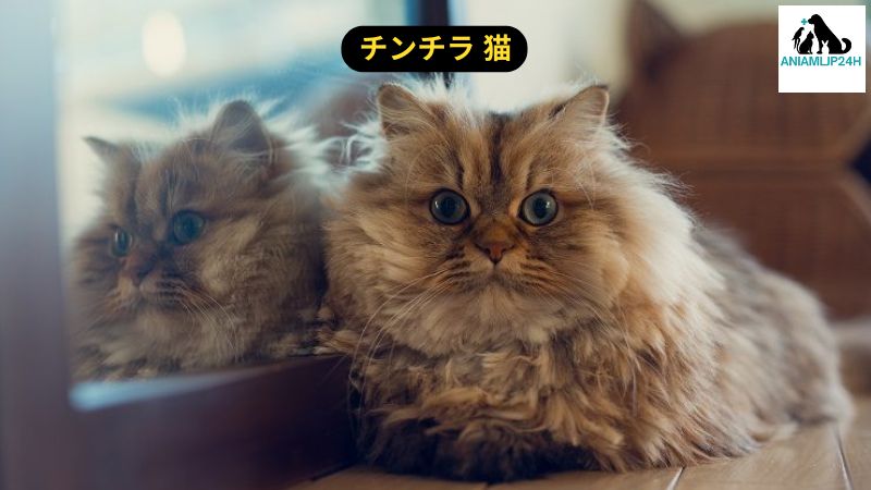 チンチラ 猫