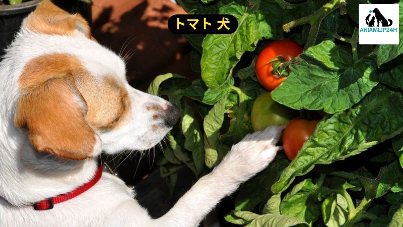 トマト 犬