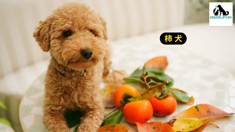 柿 犬