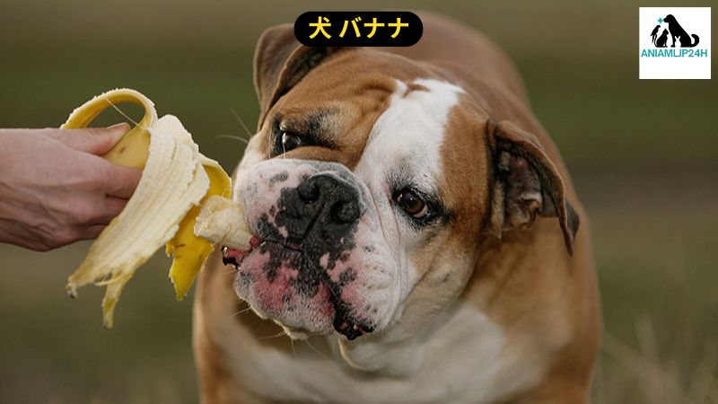 犬 バナナ