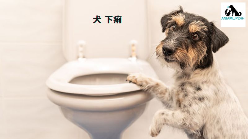 犬 下痢