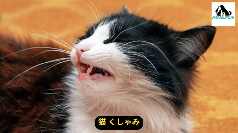 猫 くしゃみ