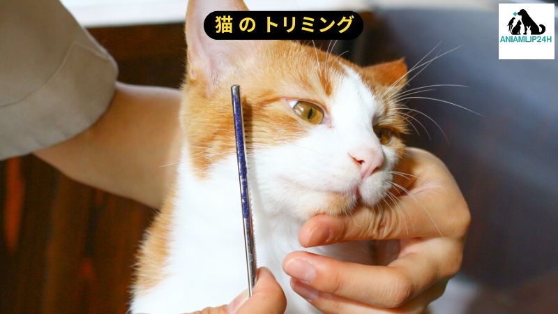 猫 の トリミング