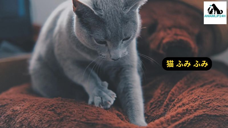 猫 ふみ ふみ