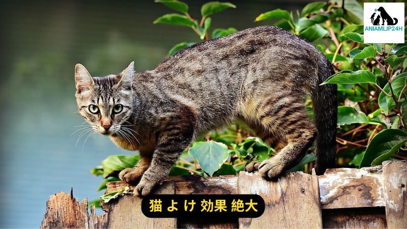 猫 よ け 効果 絶大