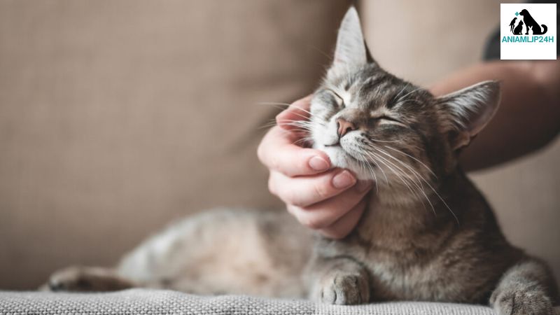 猫 ゴロゴロの理由と特徴