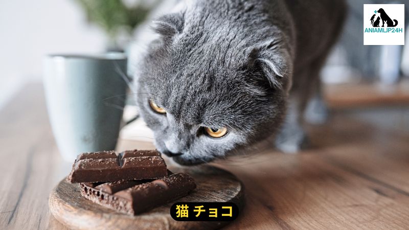 猫 チョコ