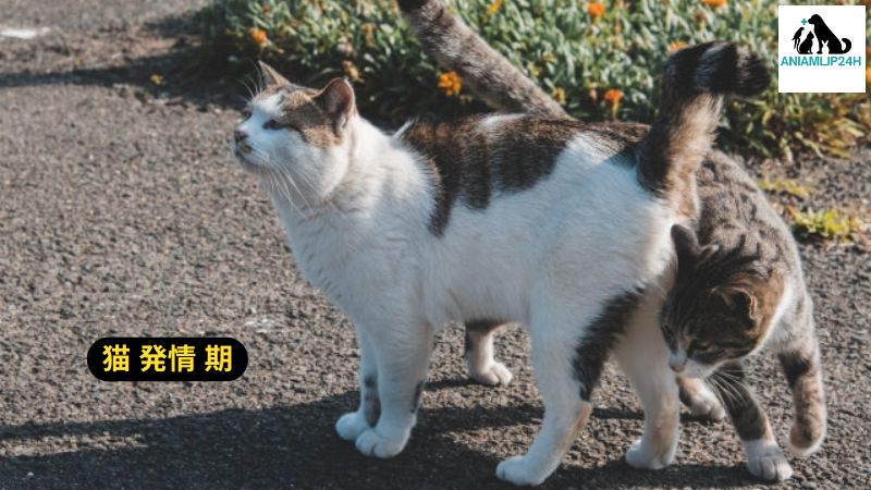 猫 発情 期