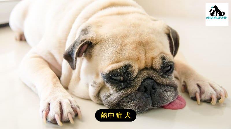 熱中 症 犬