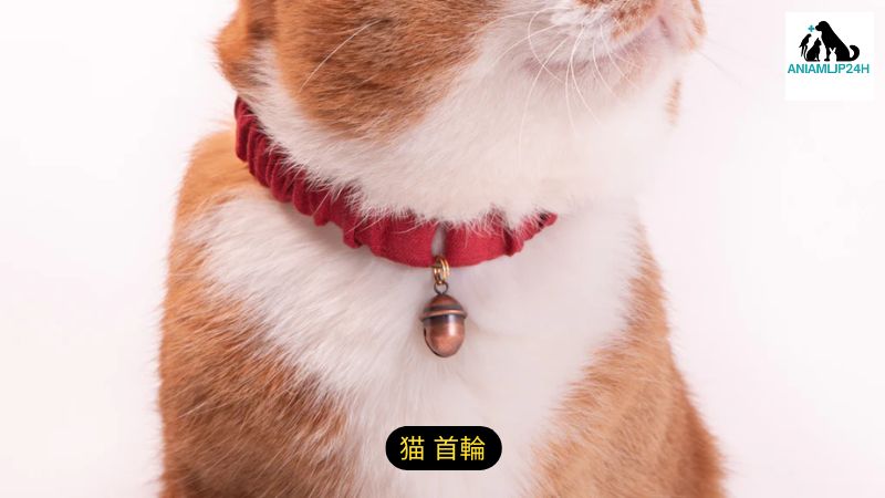 猫 首輪