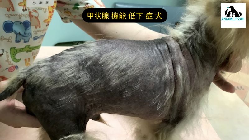 甲状腺 機能 低下 症 犬